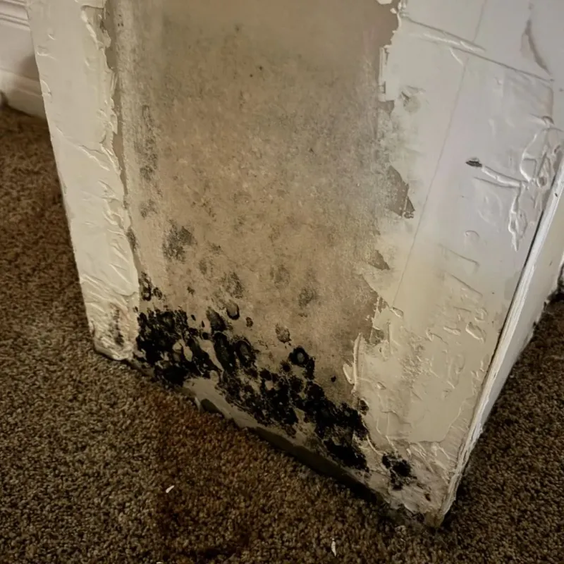 Professional Mold Removal in Jonesville, VA